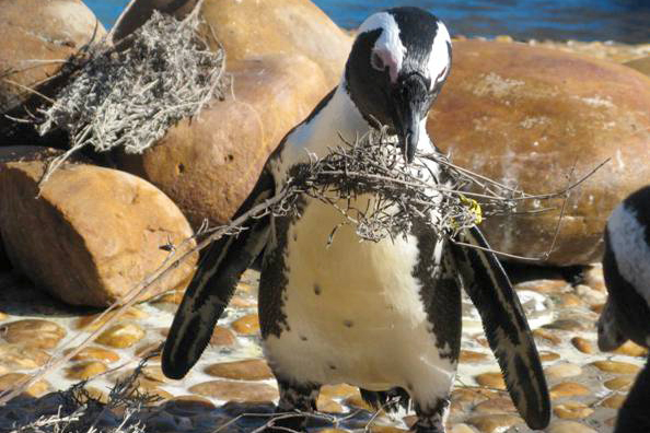 African-penguin-enrichment-nest-lavendar-SAAMBR
