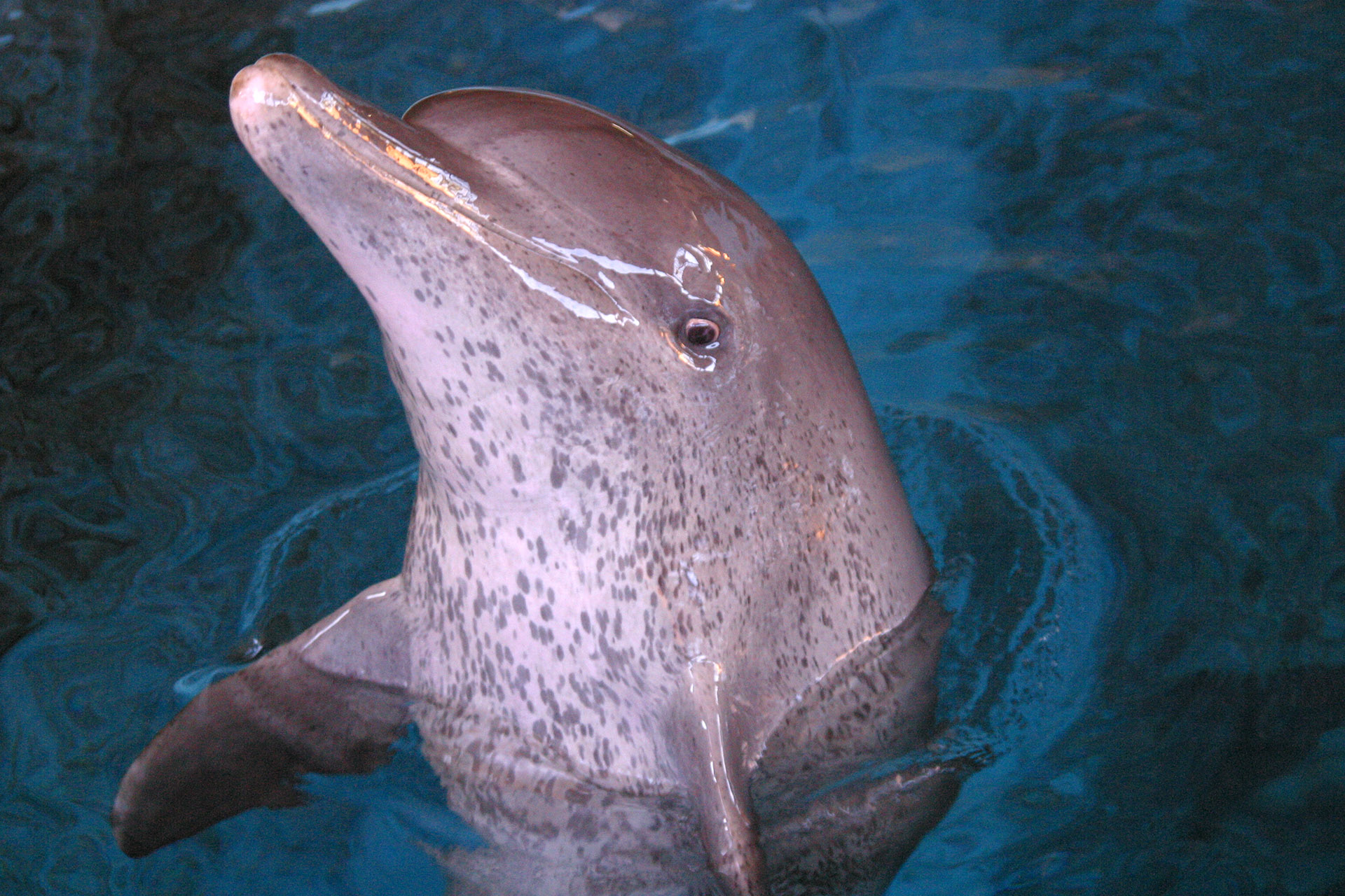 Frodo-iconic-bottlenose-dolphin-ushaka