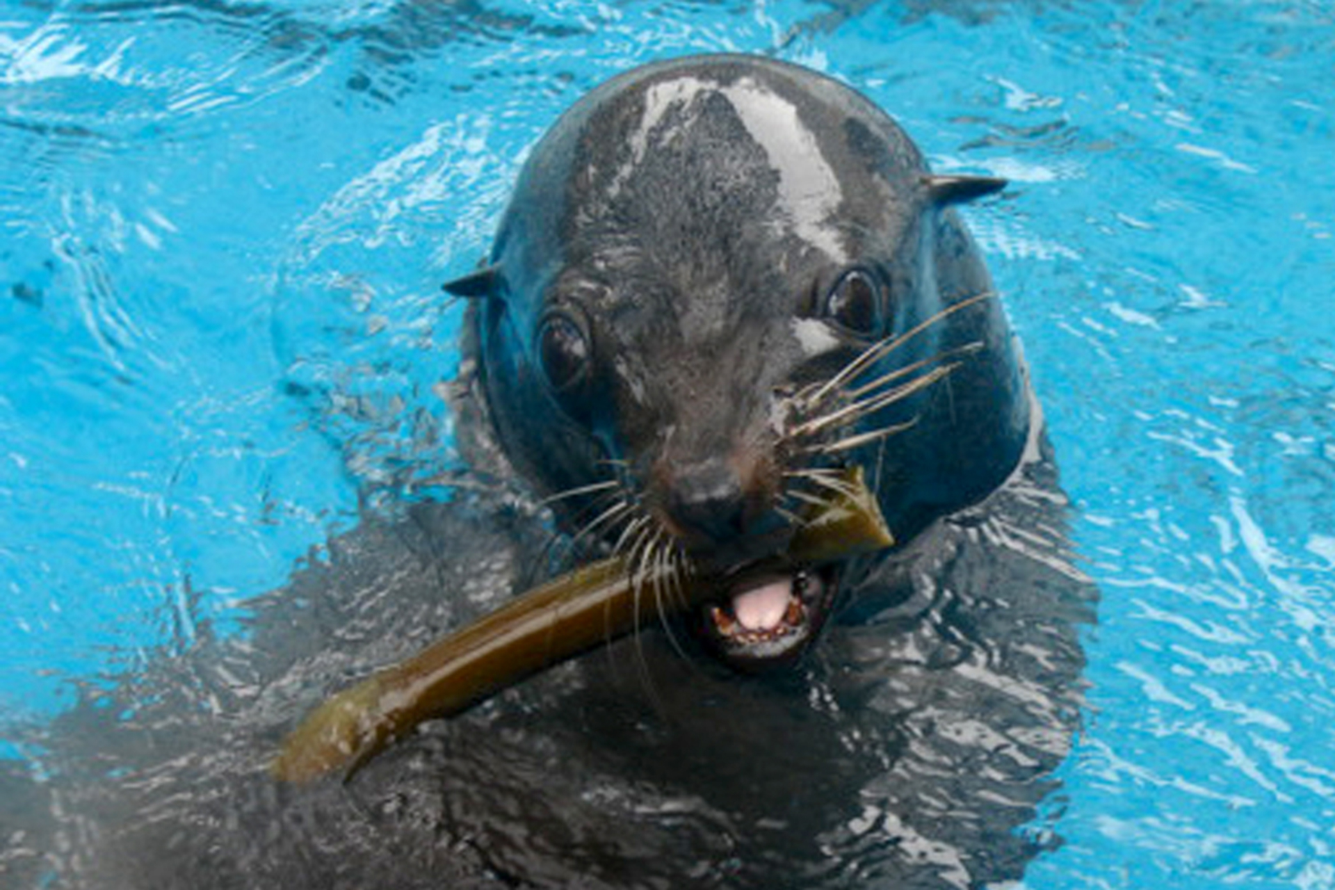 Mullet-enrichment-kelp-teeth-SAAMBR-animal-care
