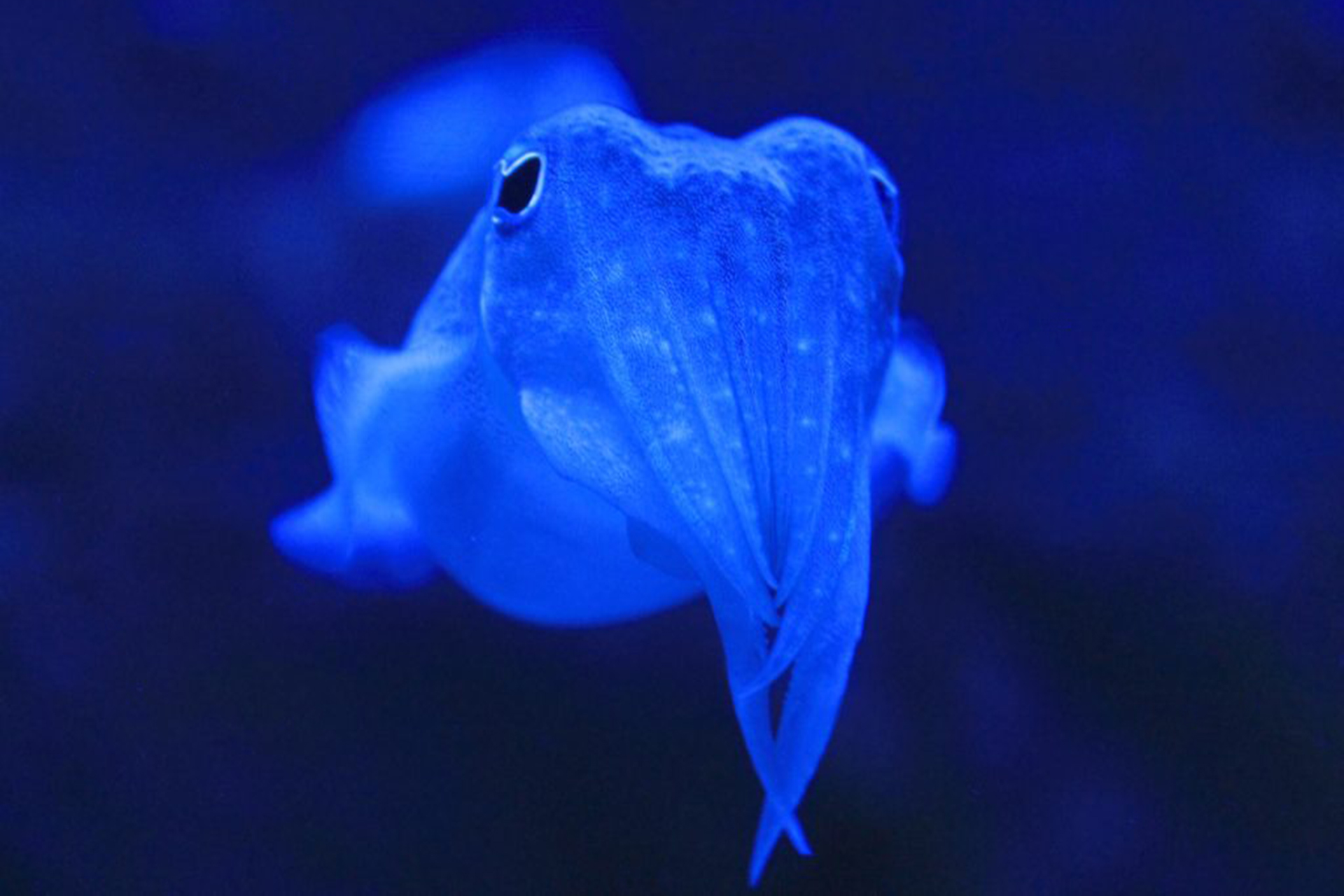 SAAMBR-aquarium-cuttle-fish-vacancies