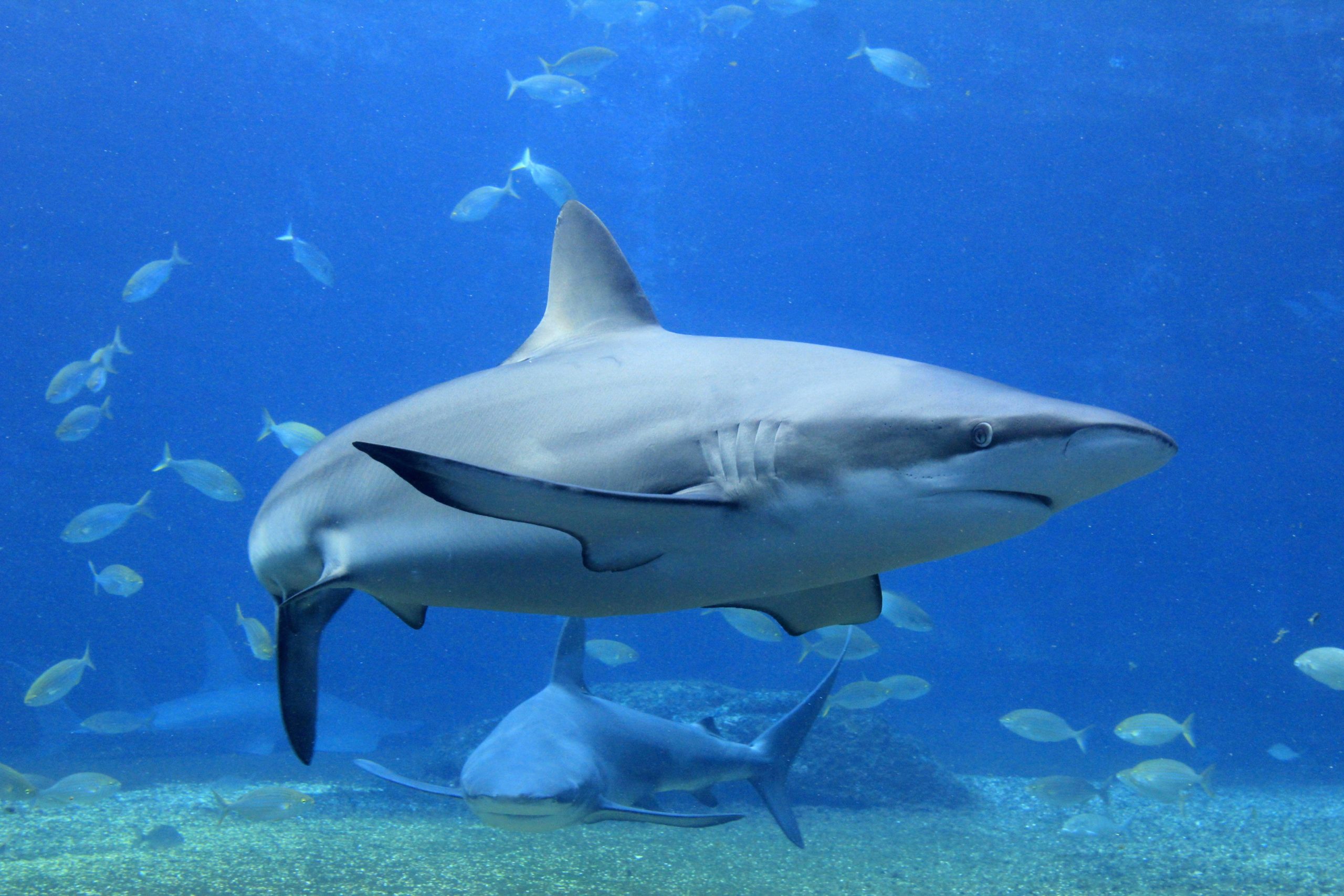 Shark-Awareness-Day-2021-scaled