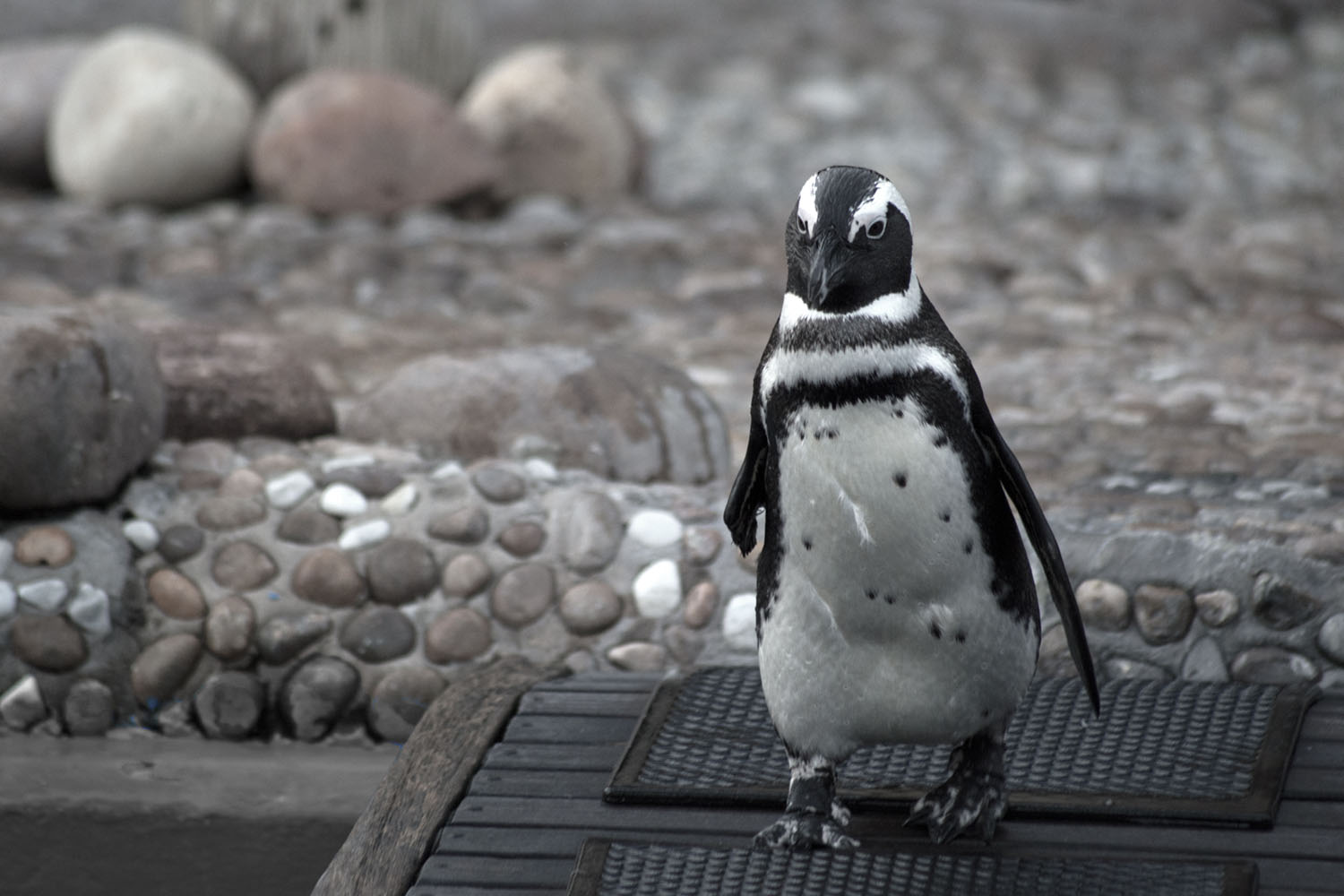 ushaka-sea-world-iconic-ambassador-species-Button-now-saambr-rescue-south-african-association-for-marine-biological-research-durban