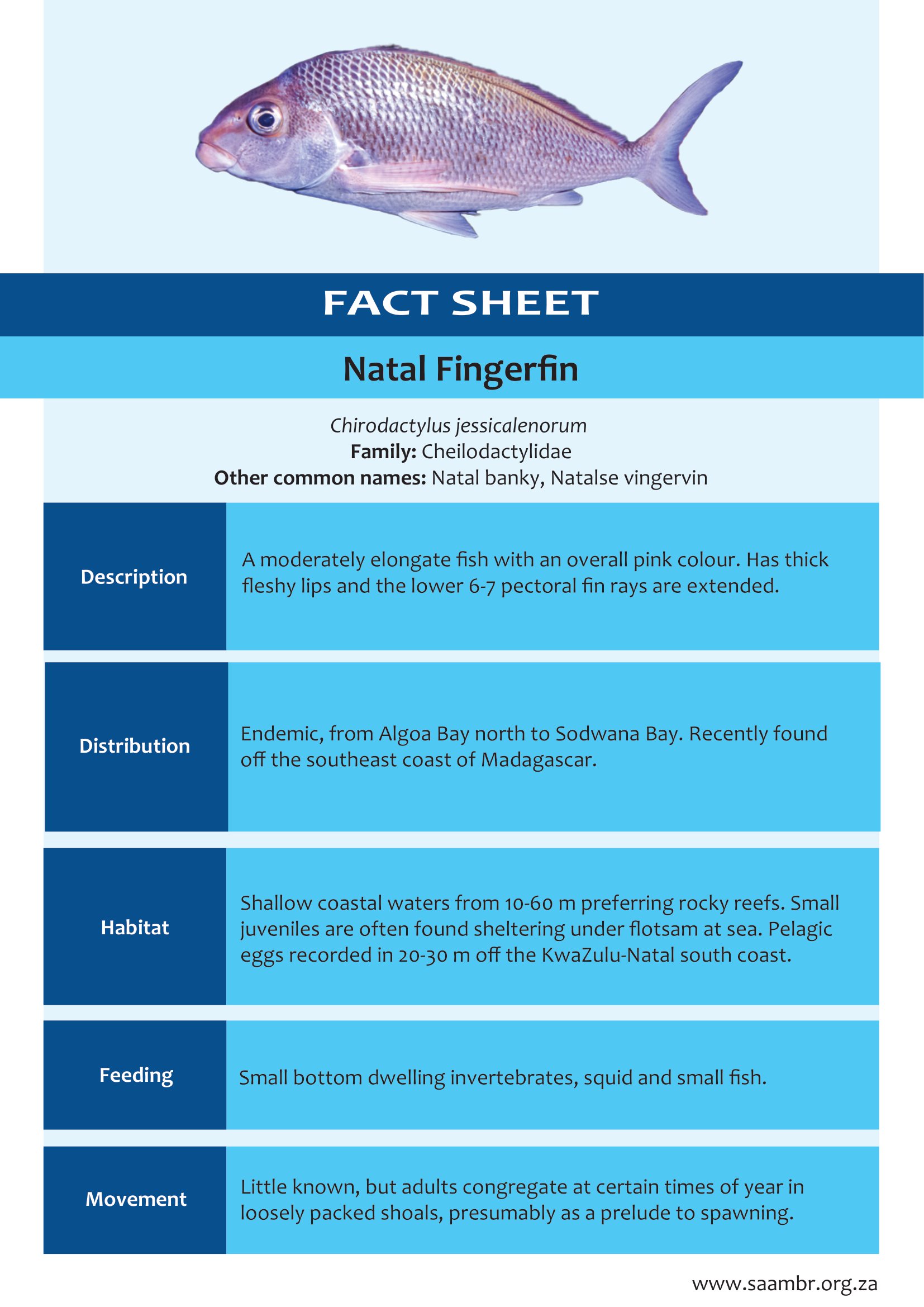 Natal Fingerfin