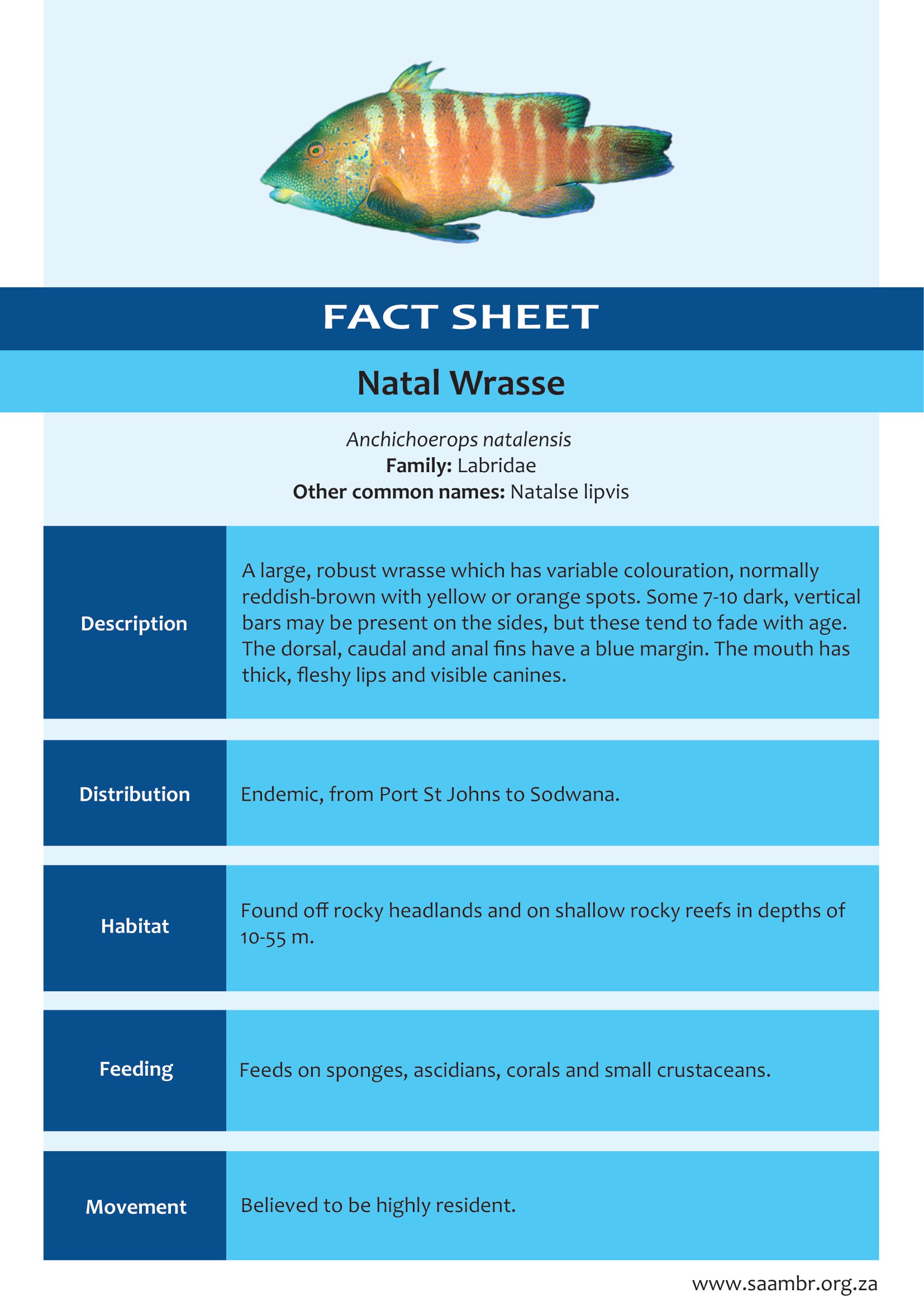 Natal Wrasse