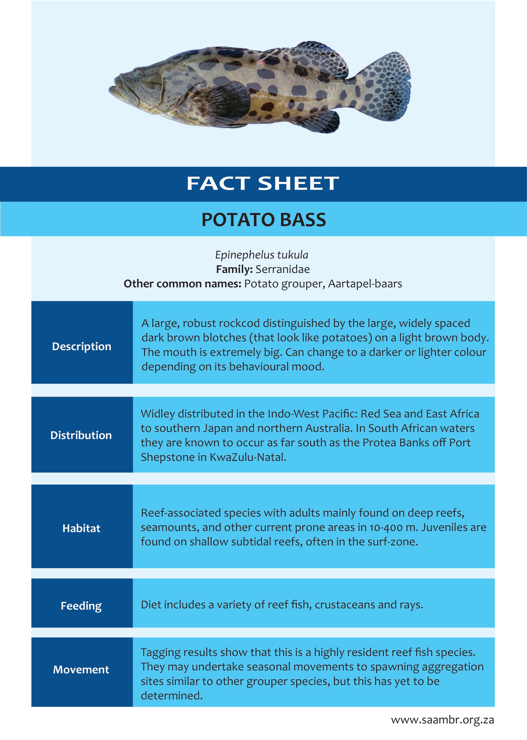 Potato Bass