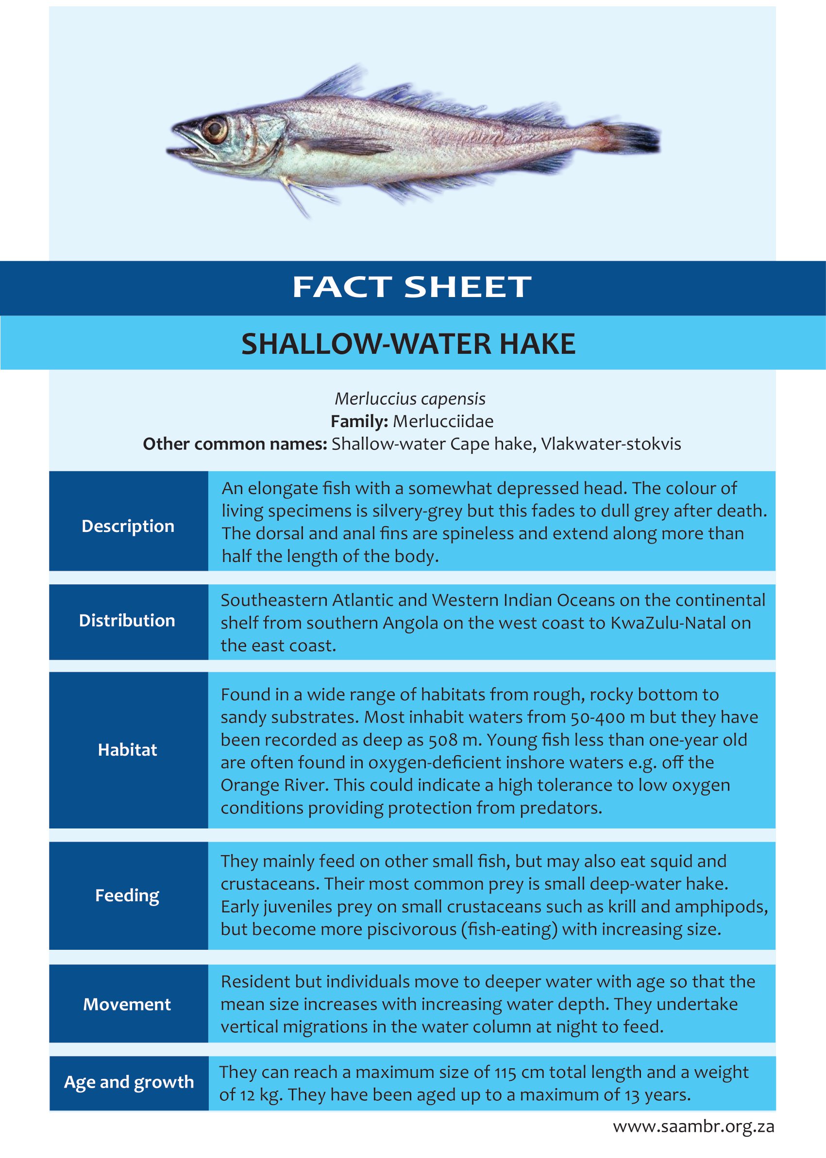 Shallow-water Hake