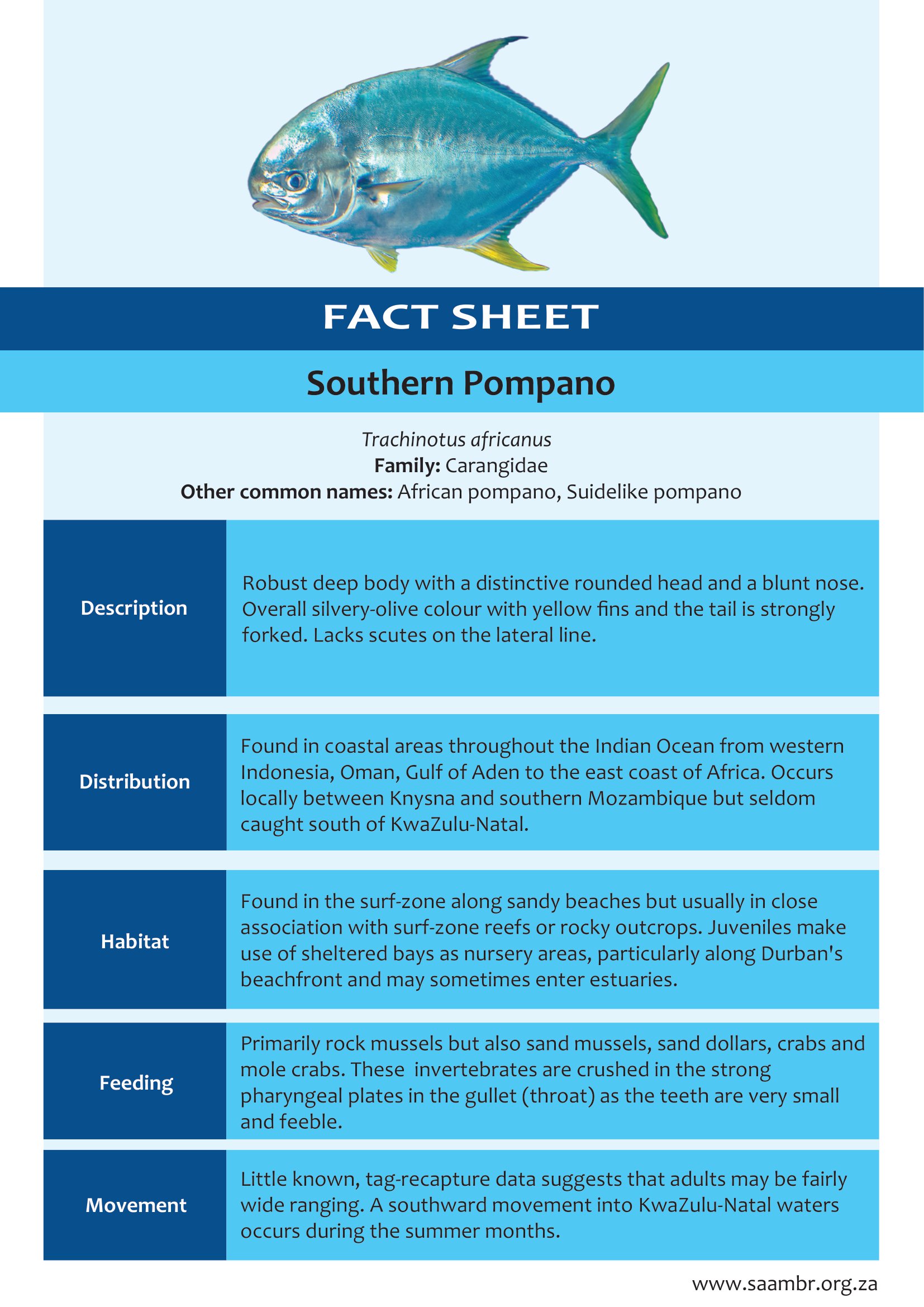 Southern Pompano