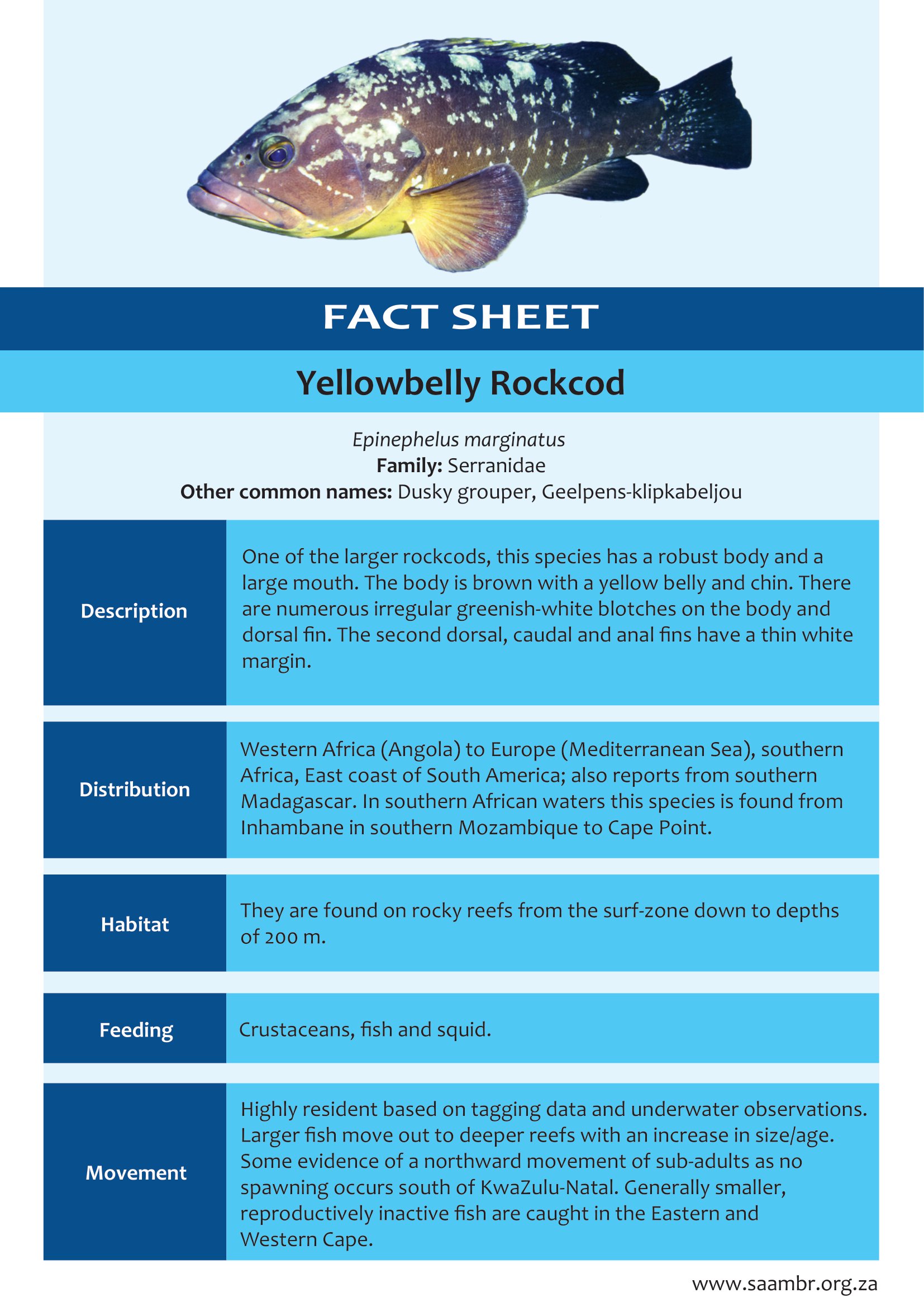 Yellowbelly Rockcod