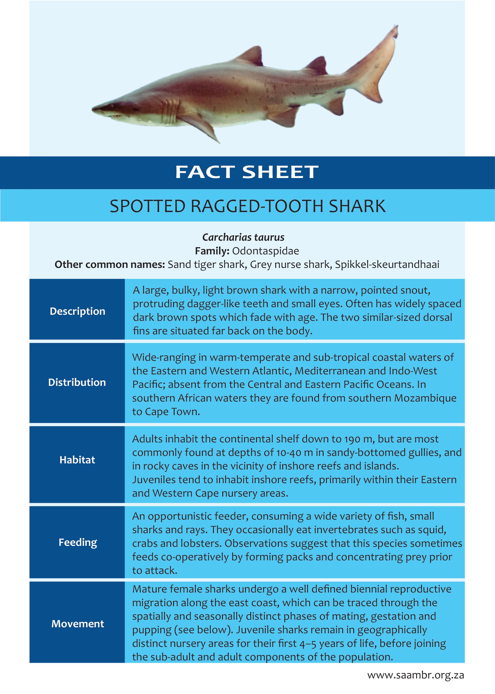 Spotted Ragged-Tooth Shark