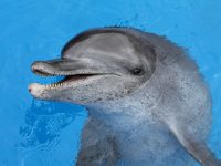 Frodo-seaworld2-ori-saambr-kzn-dolphins-oceanographic-research