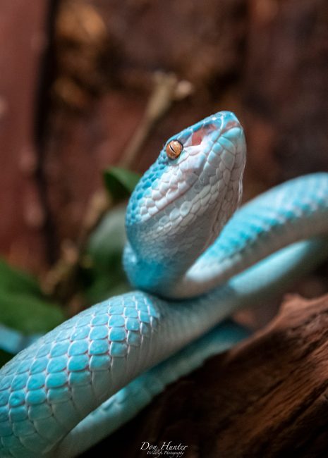 blue-snake-close