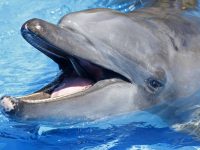 dolphins-ushaka-sea-world-Gambit-saambr-rescue-dolphins-whales-south-african-association-for-marine-biological-research-ori-durban-kzn