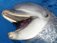 dolphins-ushaka-sea-world-Ingelosi-saambr-rescue-dolphins-whales-south-african-association-for-marine-biological-research-ori-durban