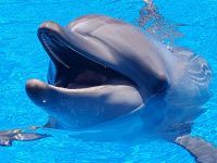 seaworld-khetiwe-ori-saambr-kzn-oceanic