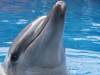 seaworld-ori-kwezi-dolphin-saambr-oceanic-research
