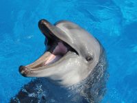 seaworld-tombi-ori-saambr-kzn