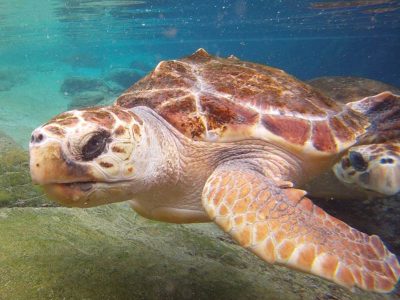 turtles-ushaka-sea-world-DJ-saambr-rescue-south-african-association-for-marine-biological-research-ori-durban-kzn2