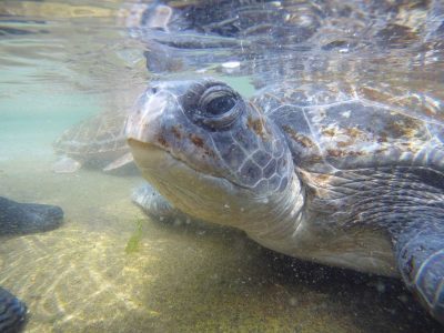 turtles-ushaka-sea-world-Napoleon-saambr-rescue-south-african-association-for-marine-biological-research-ori-durban-kzn2
