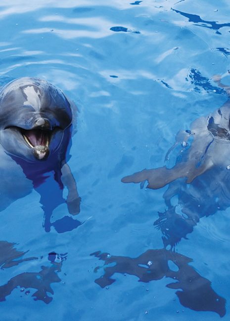 ushaka-sea-world-saambr-dolphins-south-african-association-for-marine-biological-research-ori-durban-kzn