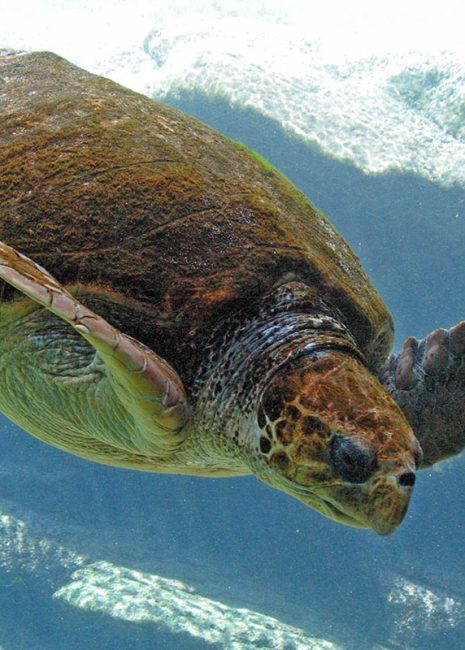 ushaka-sea-world-saambr-turtles-south-african-association-for-marine-biological-research-ori-durban-kzn